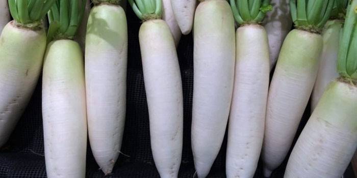 Daikon vegetal