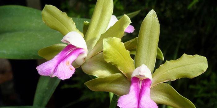 Kwiaty Cattleya