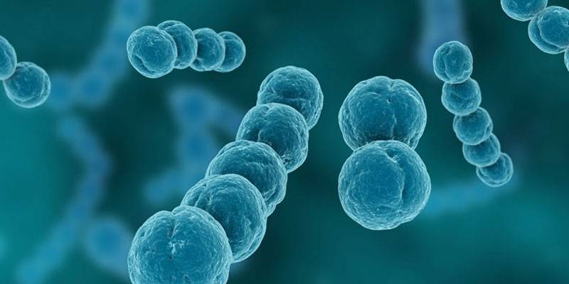 Bacteria Streptococcus viridans