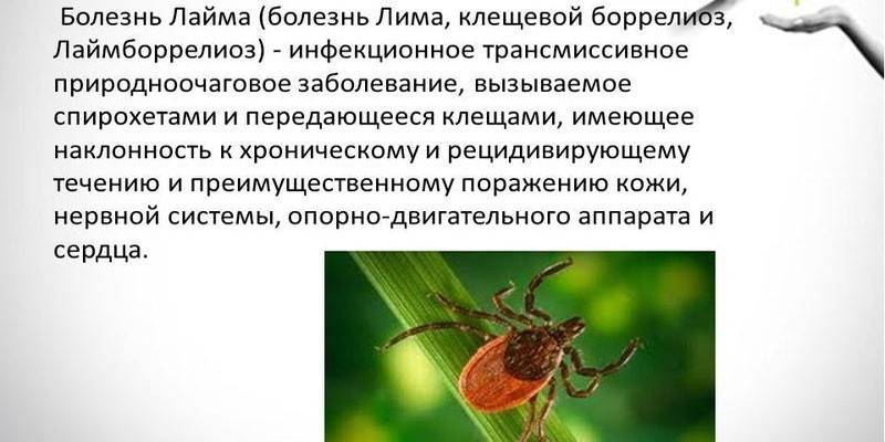 Co to jest borelioza?