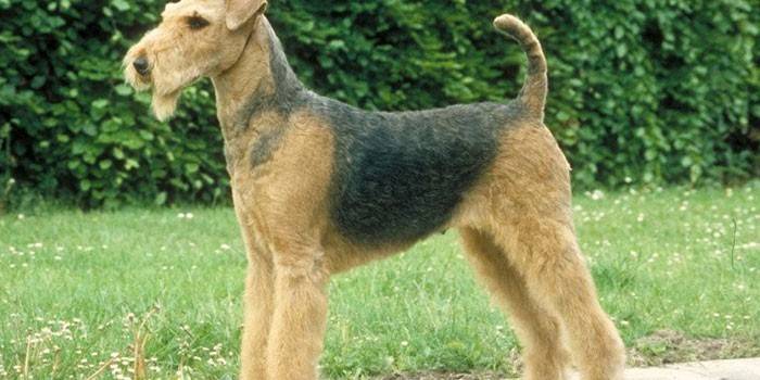 Pes Airedale teriér