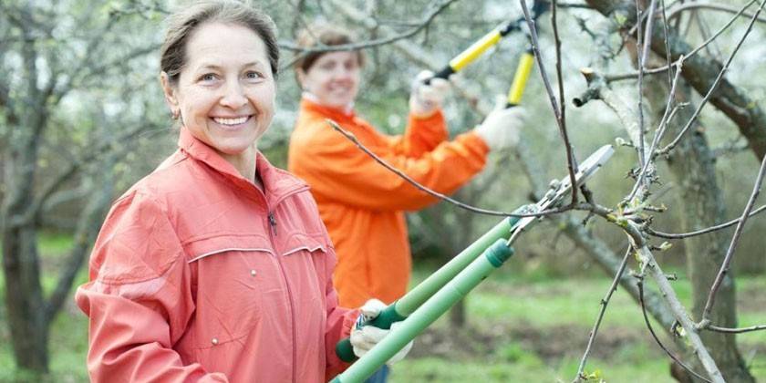Mulheres, com, secateurs, em, seu, mãos