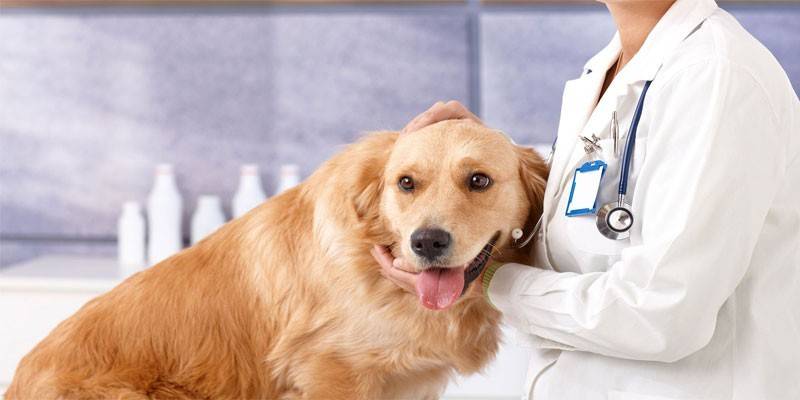 Pes na schôdzku veterinára