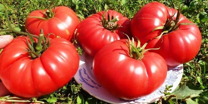 Tomato Bull Heart