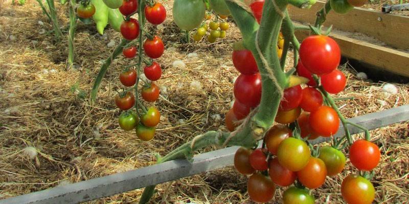 Cherry Tomato