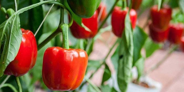 Sladká paprika na kríži