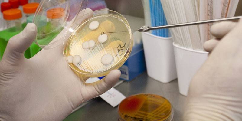 Cultivo bacteriológico