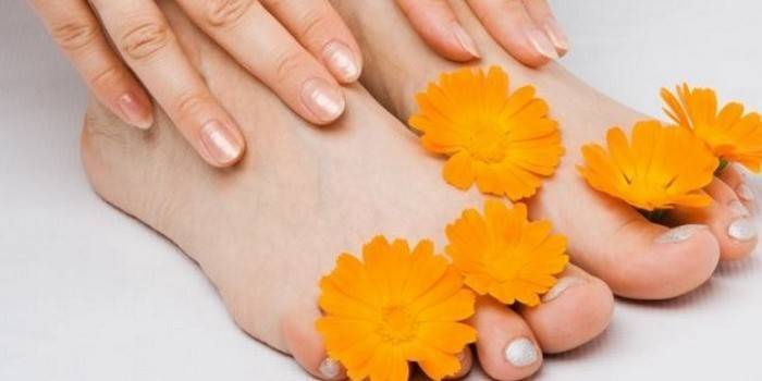 Pernas femininas e flores de calêndula