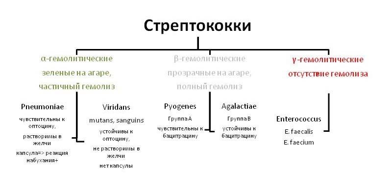 Klasifikácia streptokokov