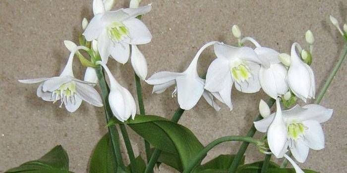 Blooming Eucharis