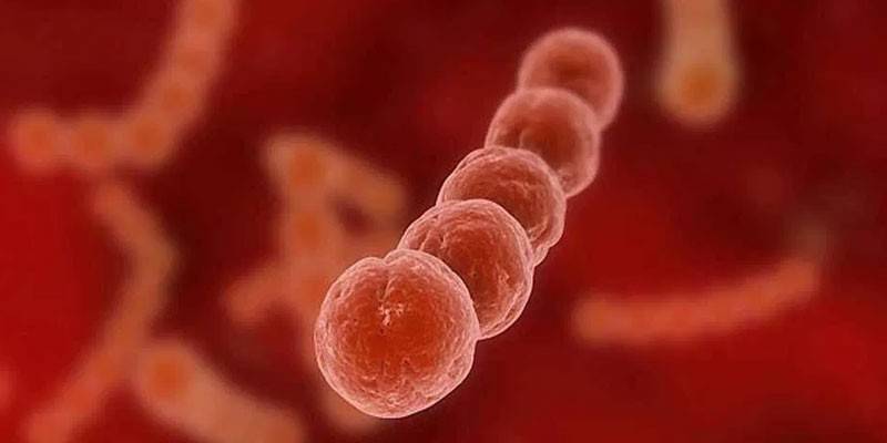 Bakterie Streptococcus pod mikroskopem
