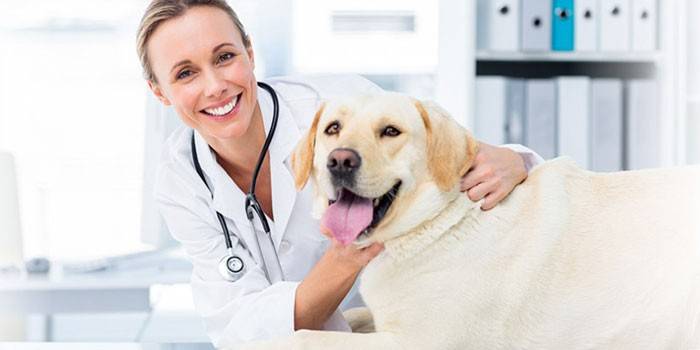 Pes u veterinára