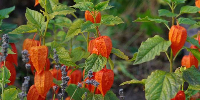 Planta Physalis