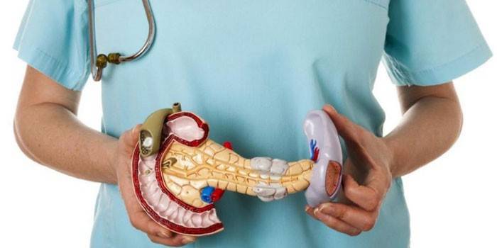 El modelo del páncreas en manos de un médico.