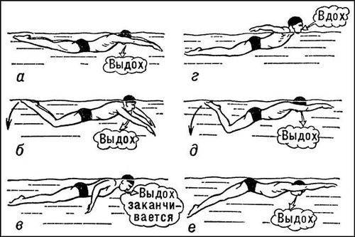 La técnica de natación braza en etapas