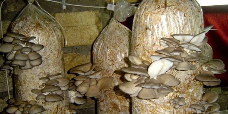 Boczniaki ostrygowate w workach
