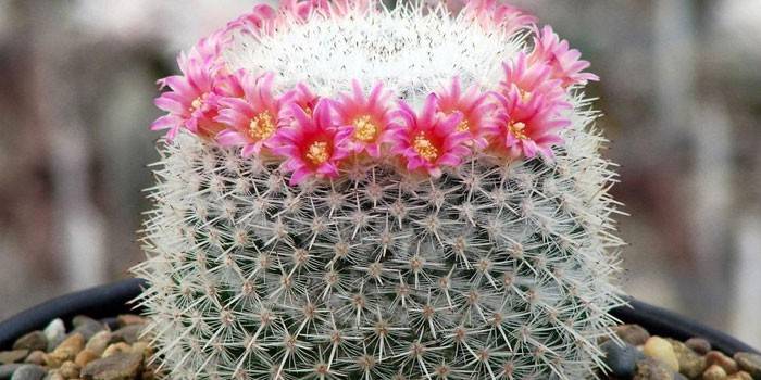 Cactus mammillaria