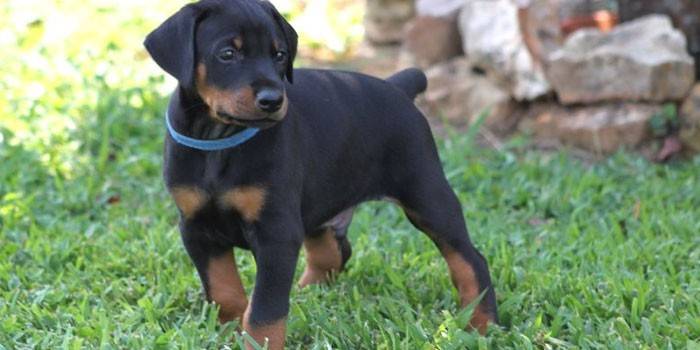 Šteniatko Doberman