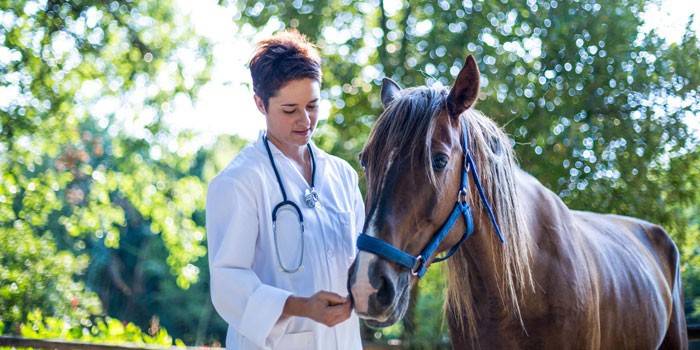 Veterinár a kôň