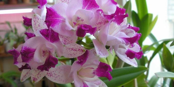 Orchidea