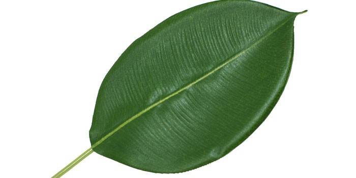 List Ficus