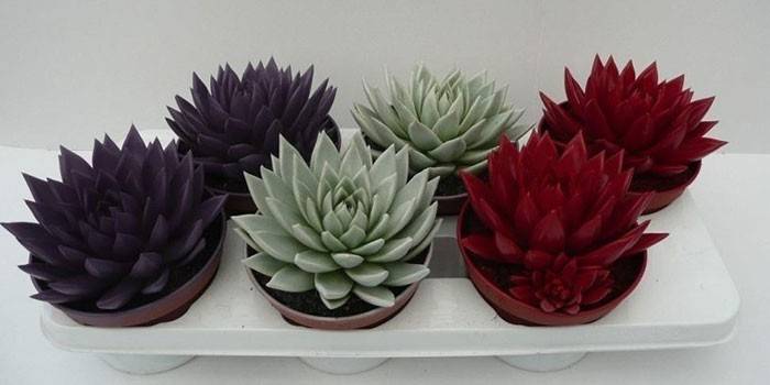 Echeveria agáve