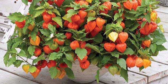 Physalis decorativo em uma panela