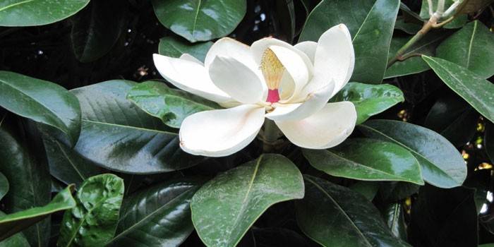 Ficus kvetina
