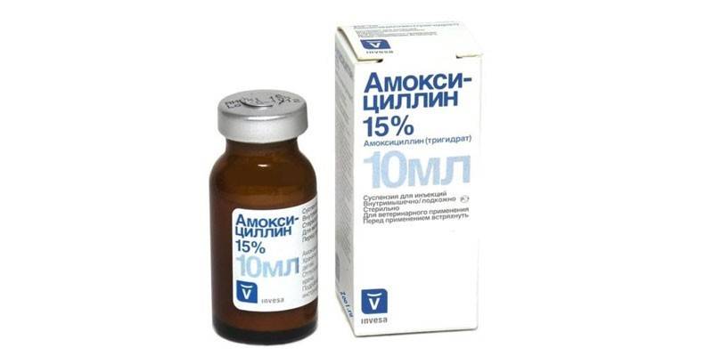 Amoksycylina