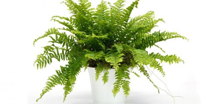 Indoor Fern