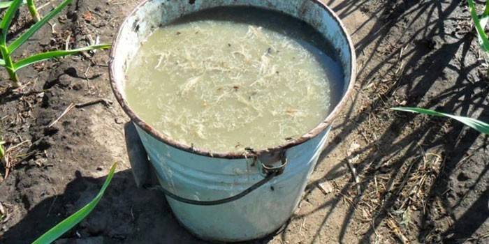 Mullein Solution