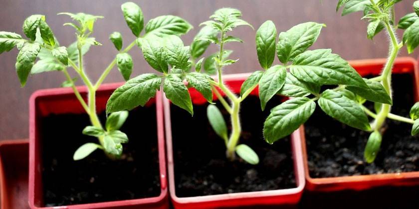 Brotes de tomate