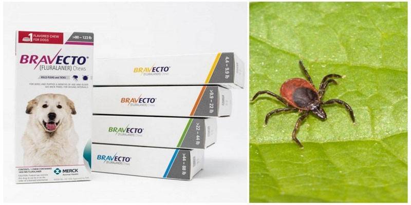 Bravecto a kliešte