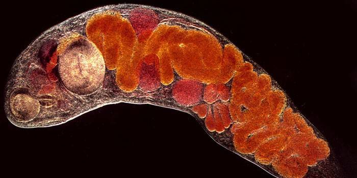 Fotos de Trematodose