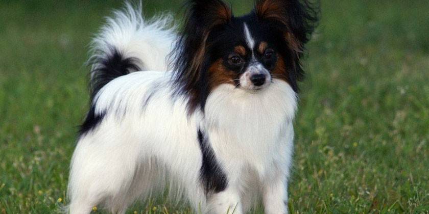 Papillon pes