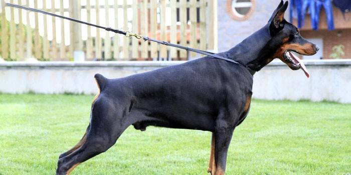 Doberman Pinscher Dog