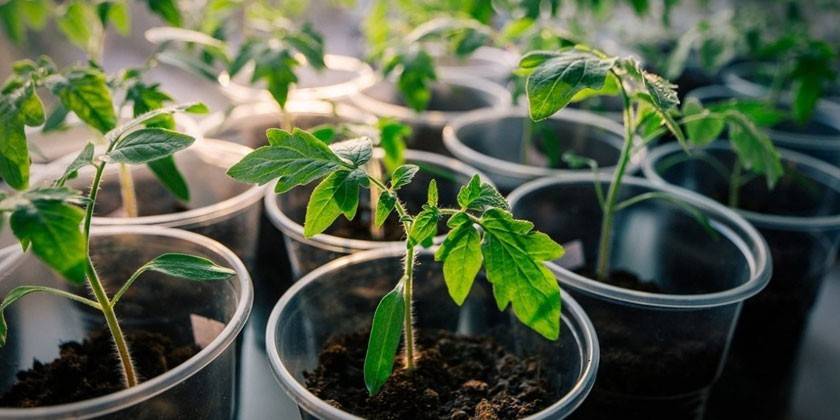 Plántulas de tomate
