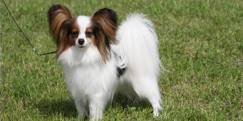 Continental Toy Spaniel