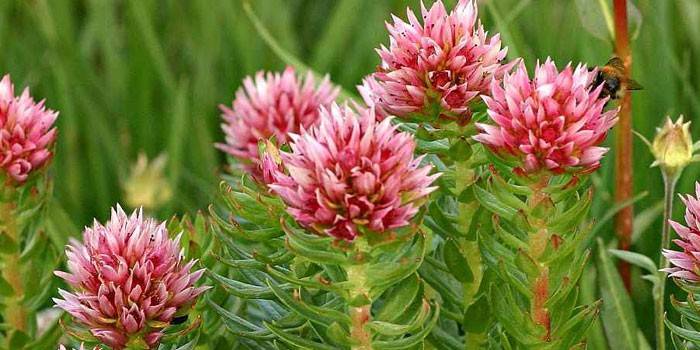 Kwitnąca Rhodiola rosea