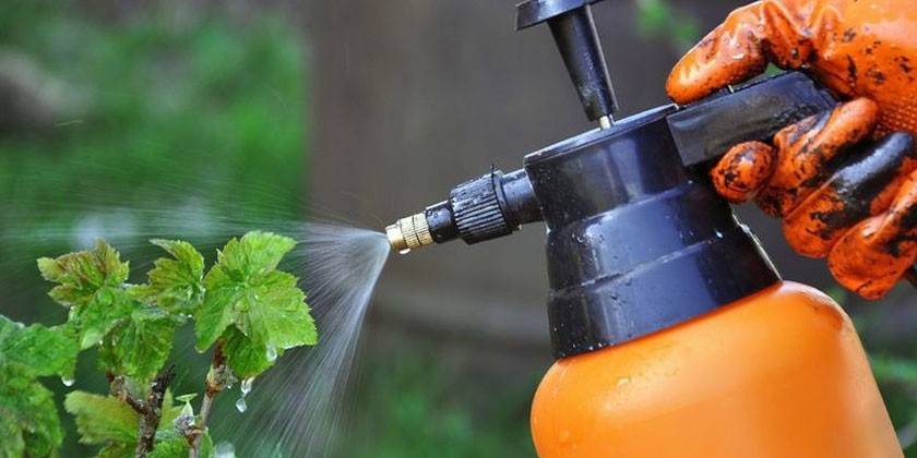 Spracovanie hrozna na choroby a škodcov