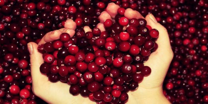 Lingonberry en las palmas