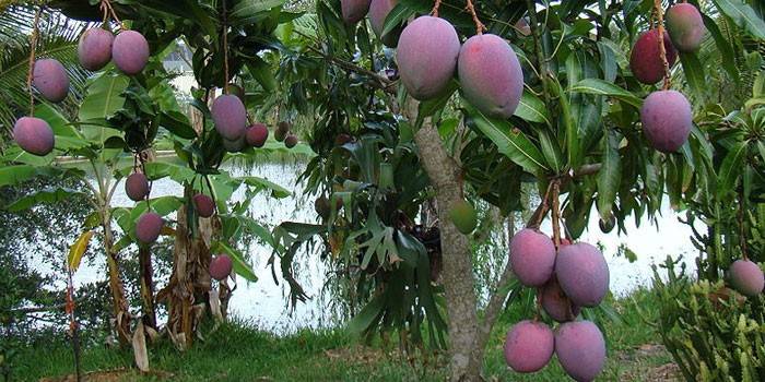 Mango ovocie na strome