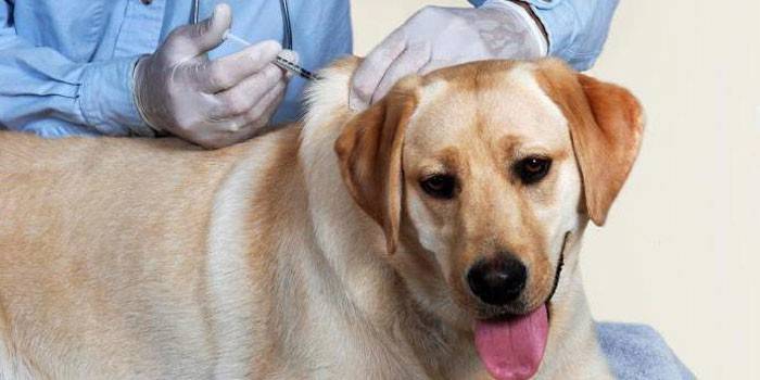 Veterinárny lekár podáva injekciu psovi