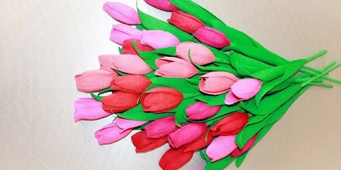 Domowe Tulipany