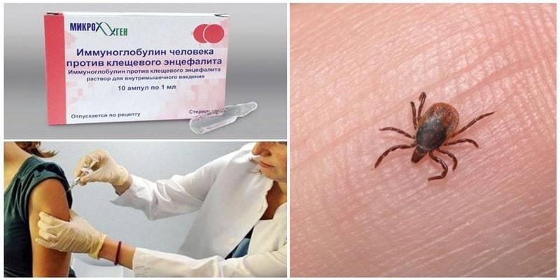 Kene kaynaklı immünoglobulin