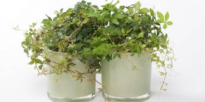 Pielęgnacja Cissus