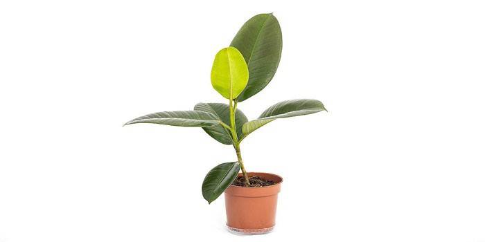 Ficus gumovitý v kvetináči