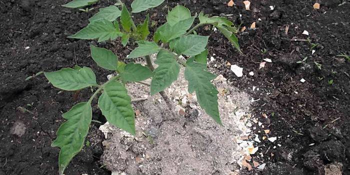 Planta fertilizada con madera de fresno