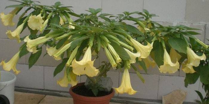 Kwitnące brugmansia