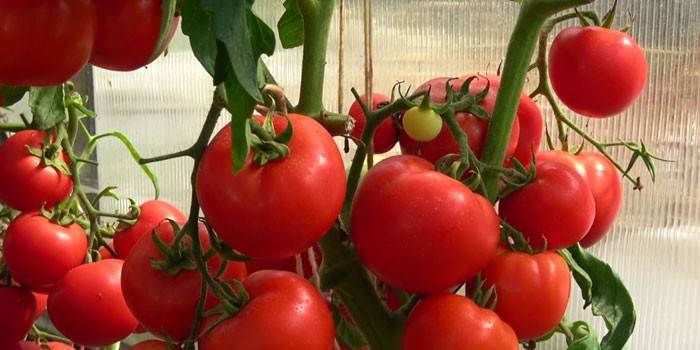 Tomato Lyubasha